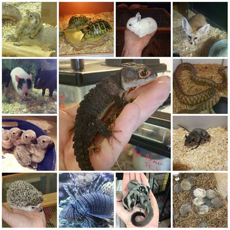 exotic pet supplies websites